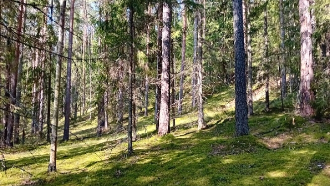 Dabas liegumā “Posolnīca” (Balvu novada Žīguru pagastā) atjauno Latvijā reto osu mežu 