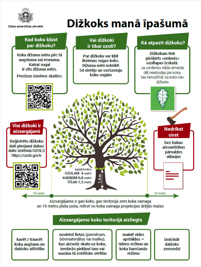 Dižkoks manā īpašumā – kā atpazīt un pasaudzēt